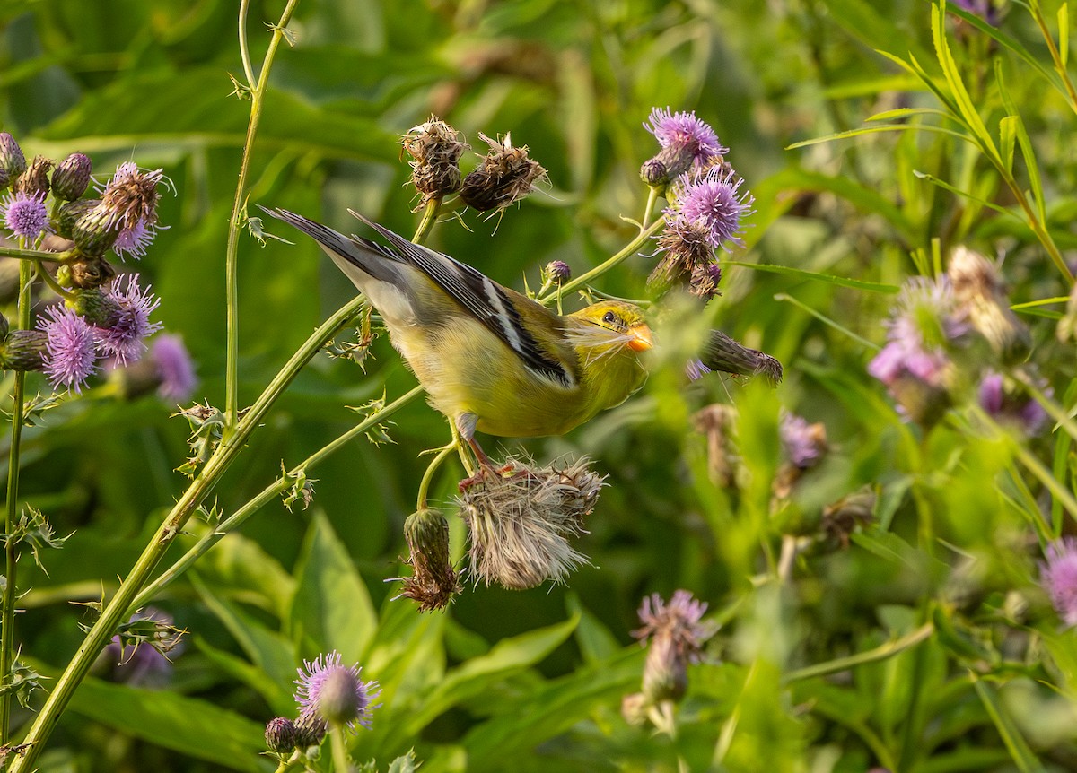 American Goldfinch - ML638363404