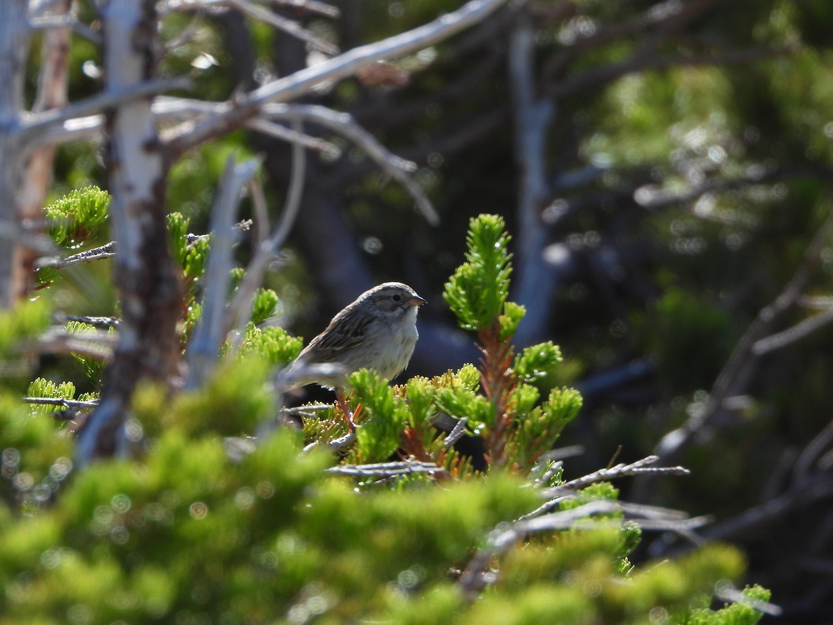 Brewer's Sparrow (taverneri) - ML638363412
