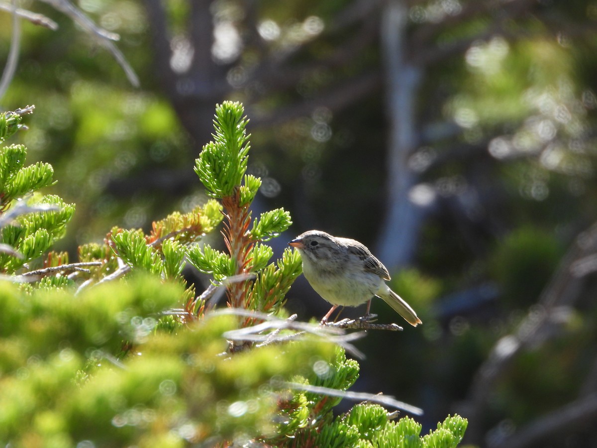 Brewer's Sparrow (taverneri) - ML638363431