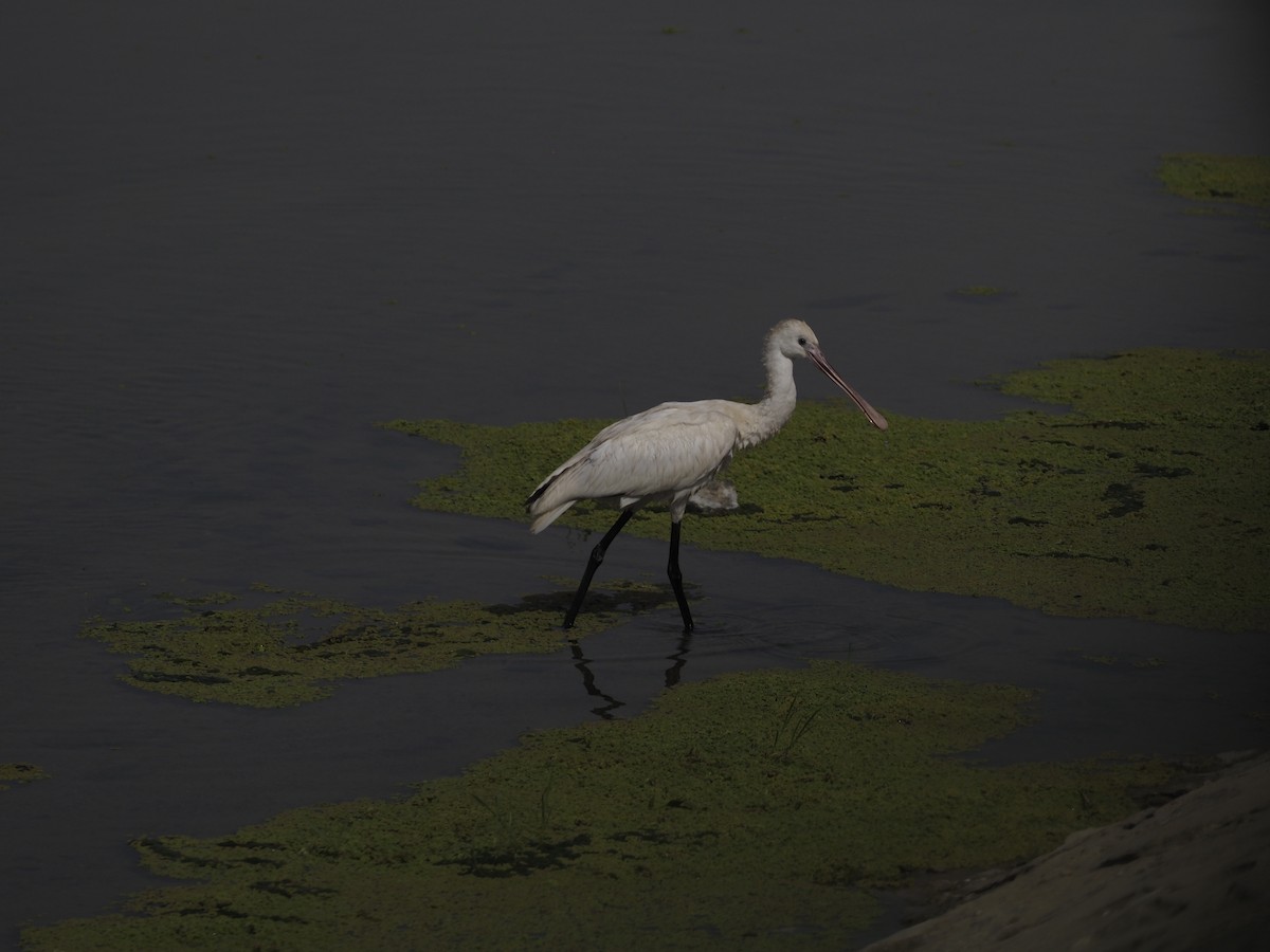 Eurasian Spoonbill - ML638363440