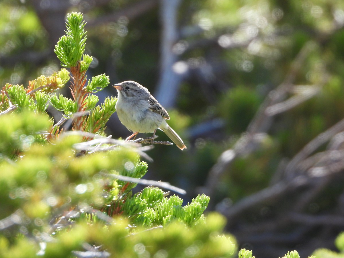 Brewer's Sparrow (taverneri) - ML638363442