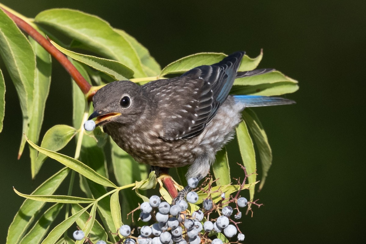 Western Bluebird - ML638363444