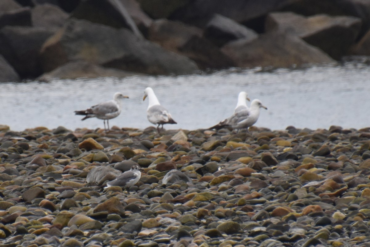 Mouette atricille - ML638363446