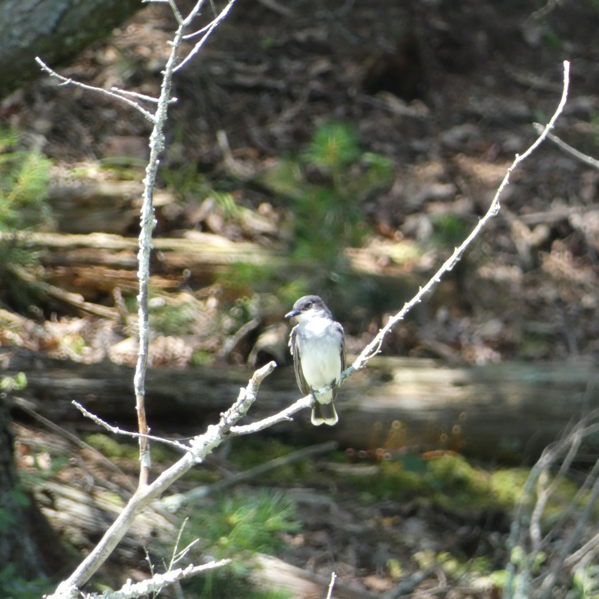 Eastern Kingbird - ML638363449