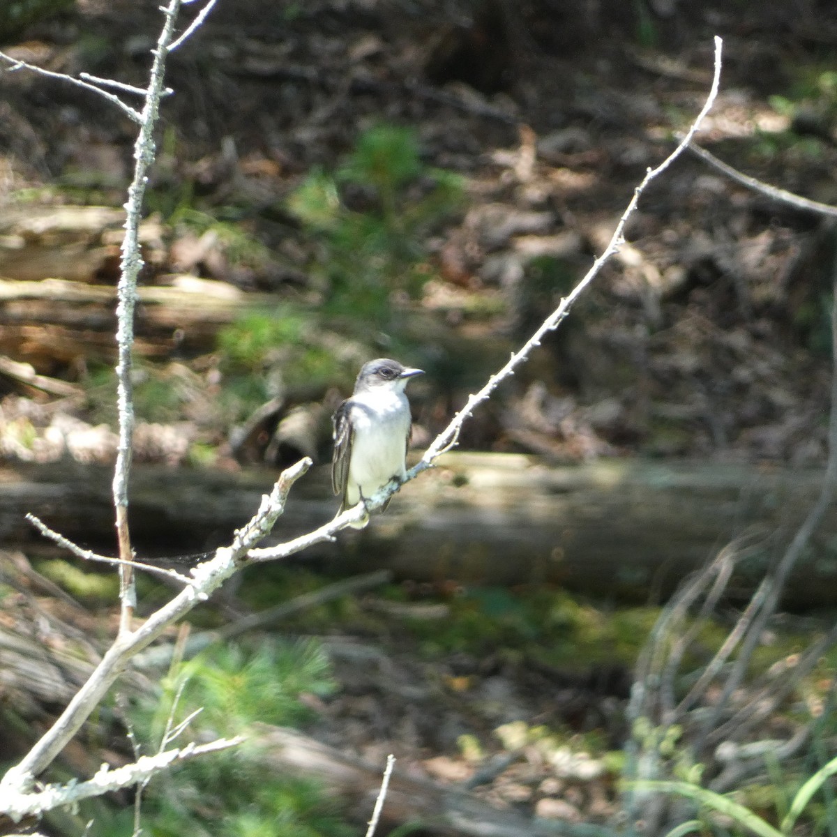 Eastern Kingbird - ML638363450