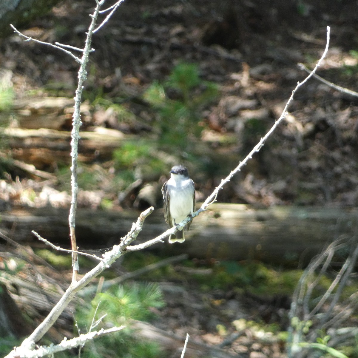 Eastern Kingbird - ML638363451