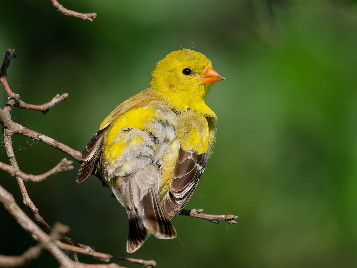 American Goldfinch - ML638363458