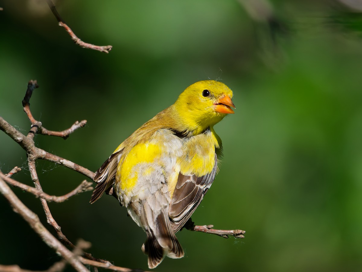 American Goldfinch - ML638363459