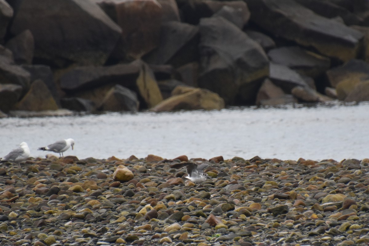 Mouette atricille - ML638363461