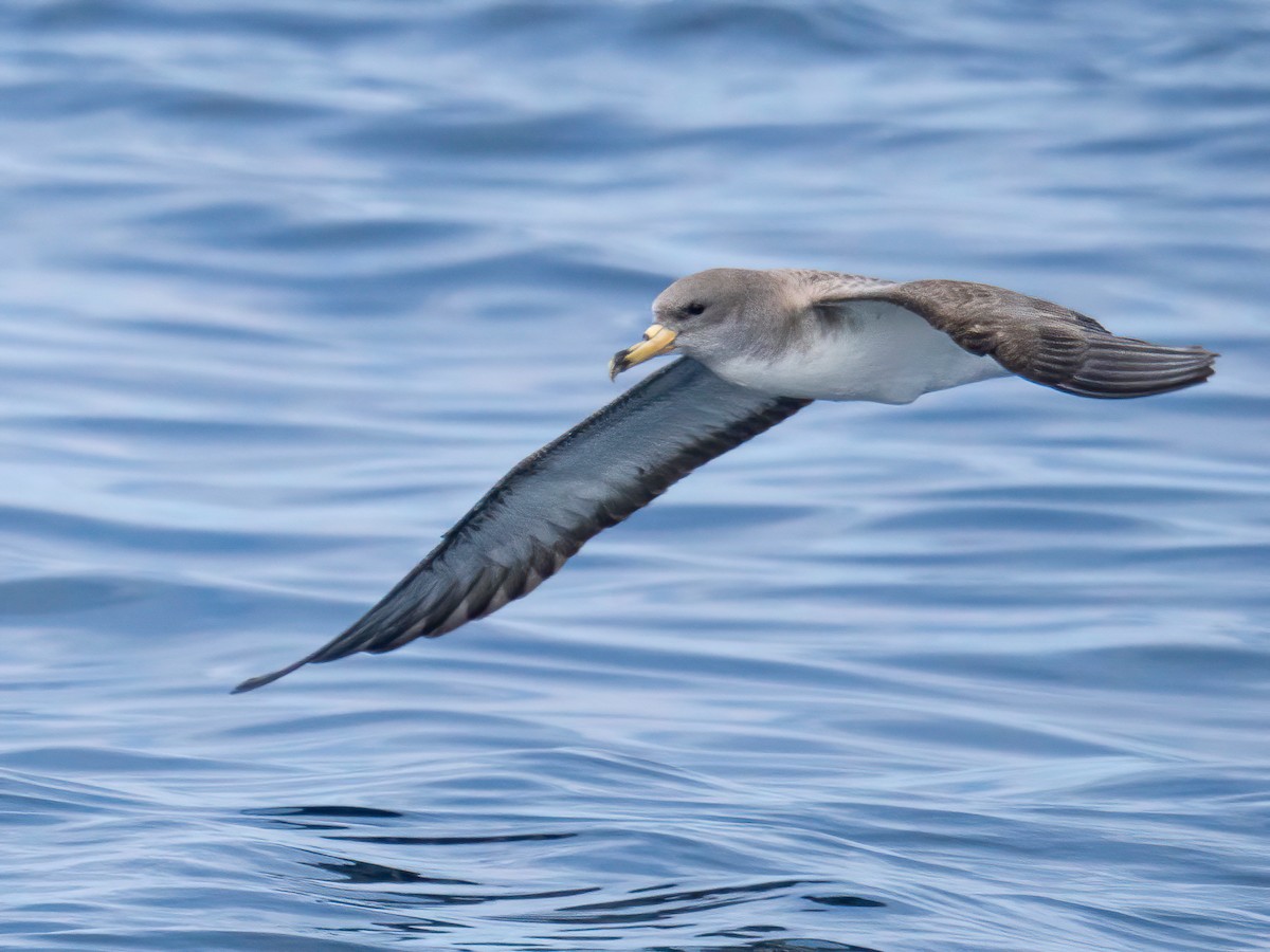 Cory's Shearwater - ML638363466