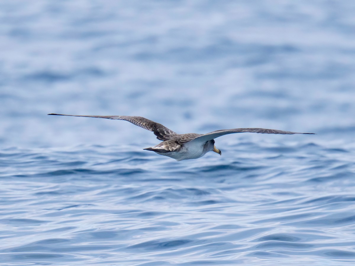 Cory's Shearwater - ML638363467