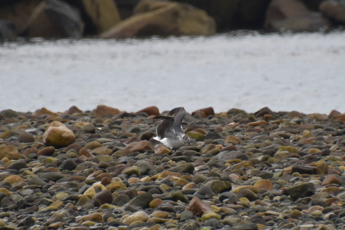 Mouette atricille - ML638363473