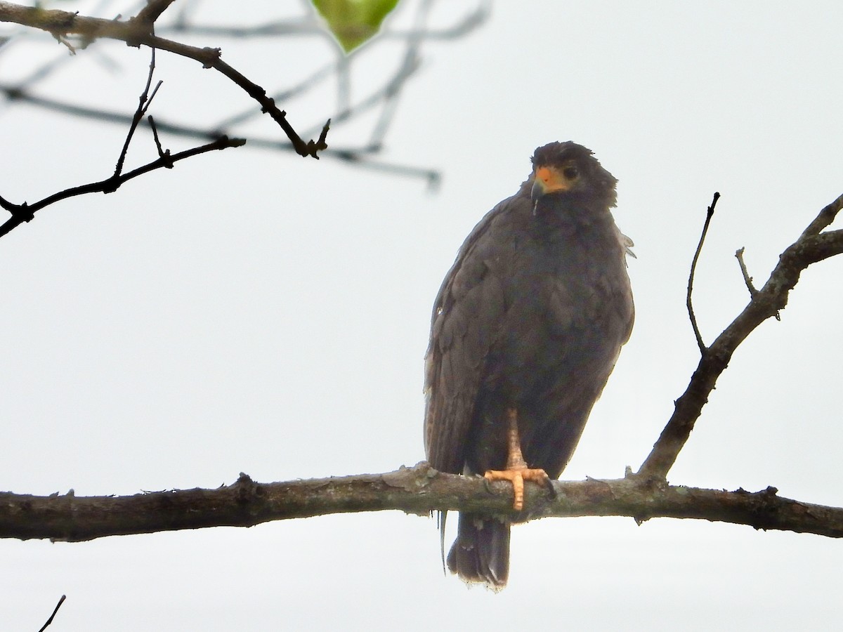 Common Black Hawk - ML638363474