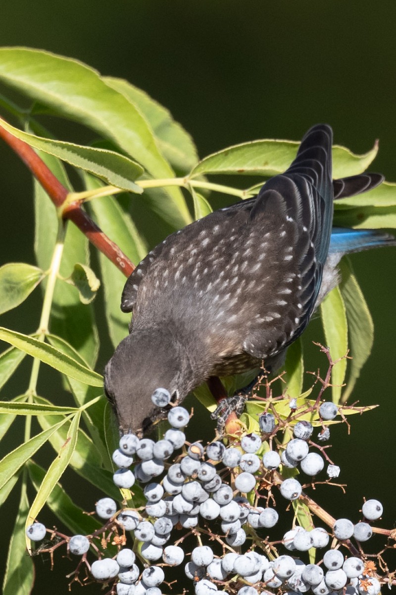 Western Bluebird - ML638363477