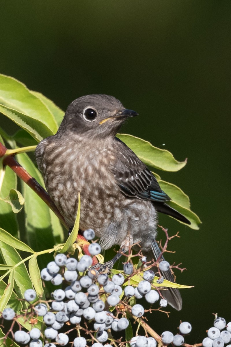 Western Bluebird - ML638363482