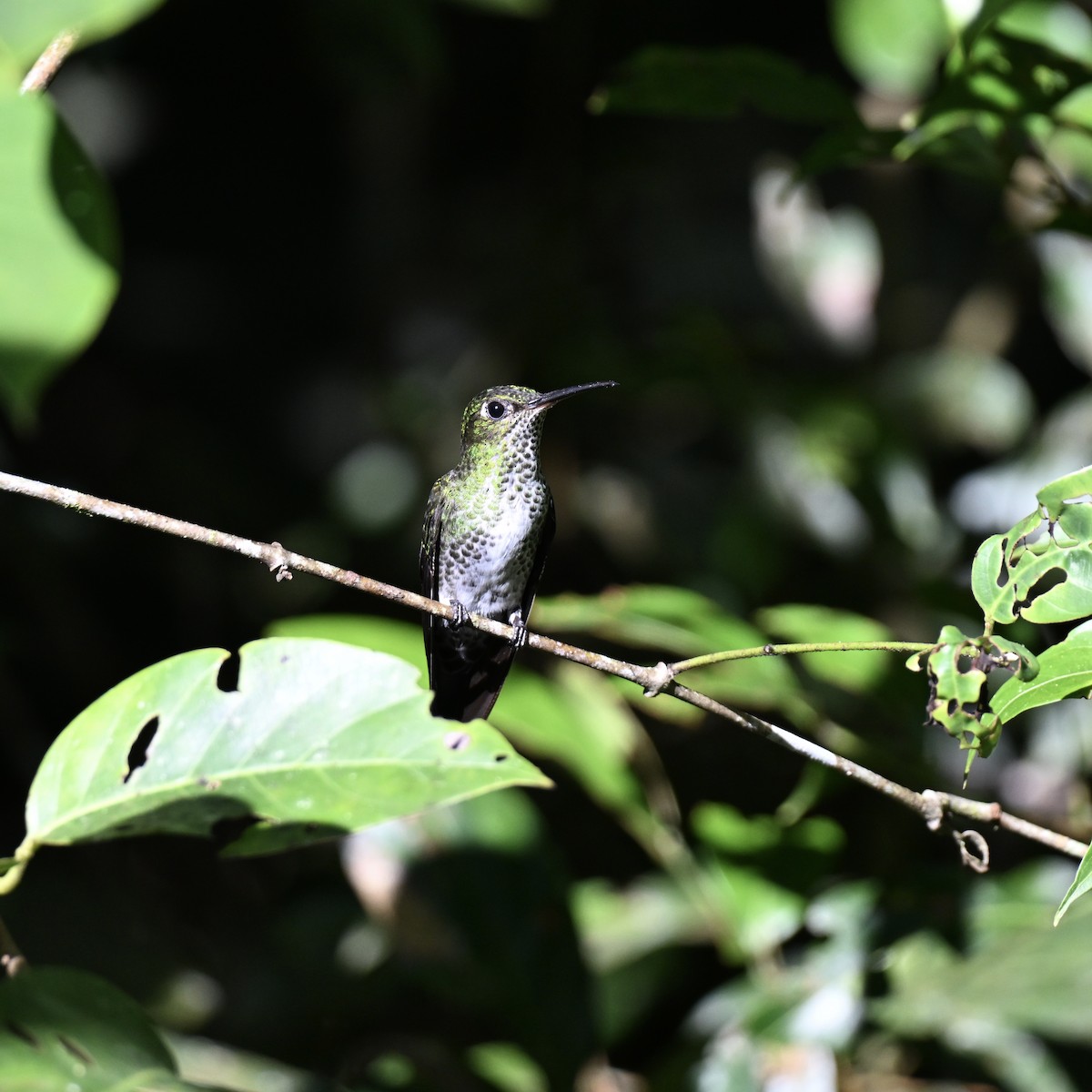 Colibrí Moteado - ML638363484