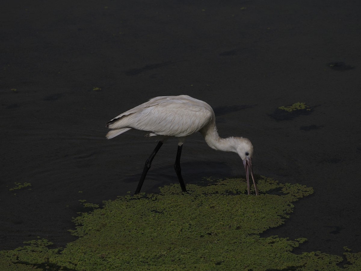 Eurasian Spoonbill - ML638363485