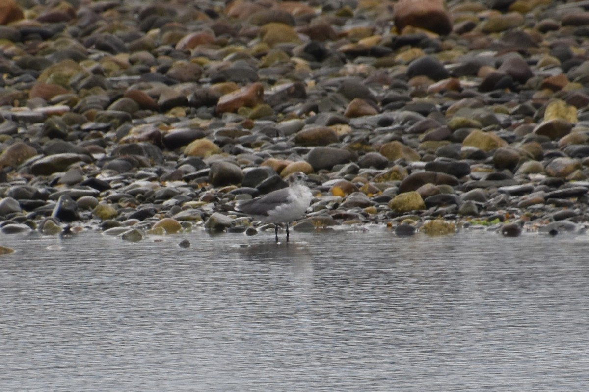 Mouette atricille - ML638363487