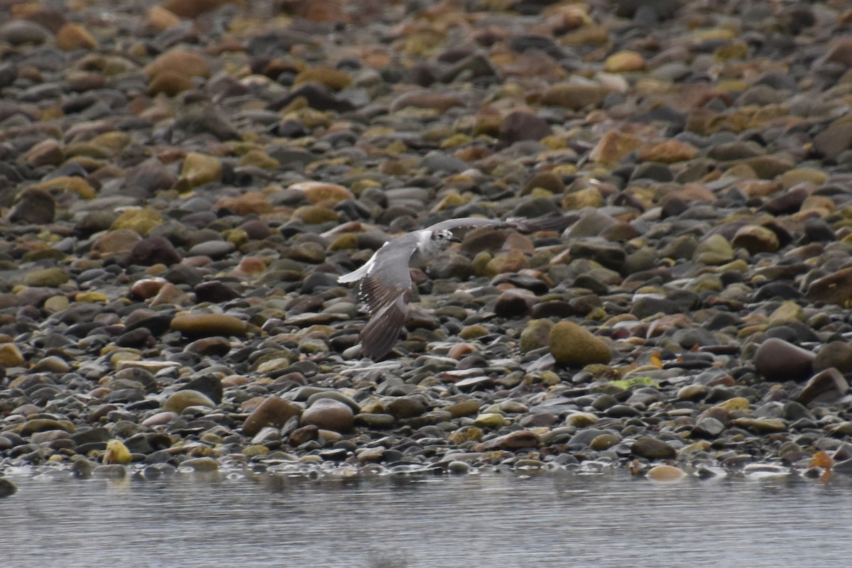 Mouette atricille - ML638363493