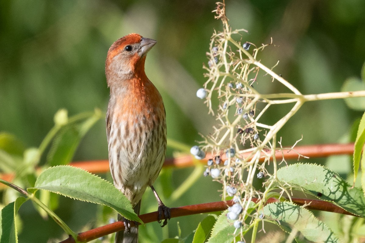 House Finch - ML638363496