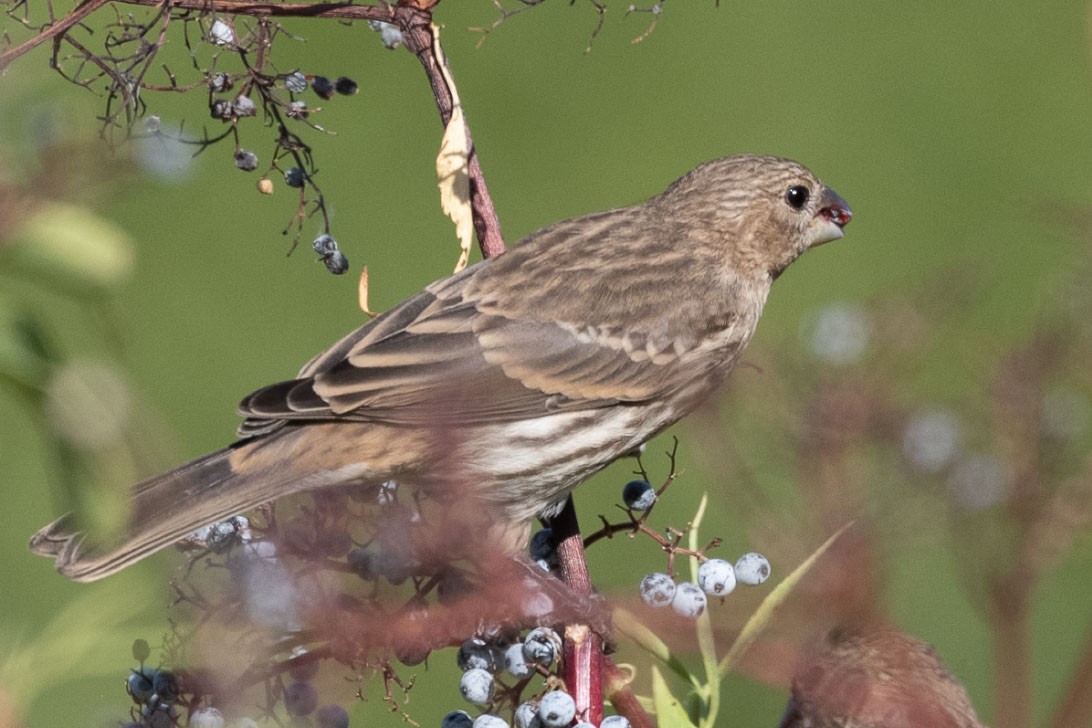 House Finch - ML638363505