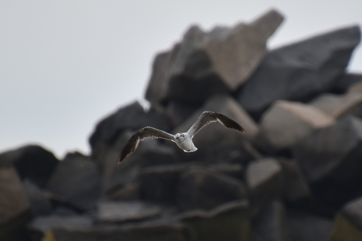 Mouette atricille - ML638363507