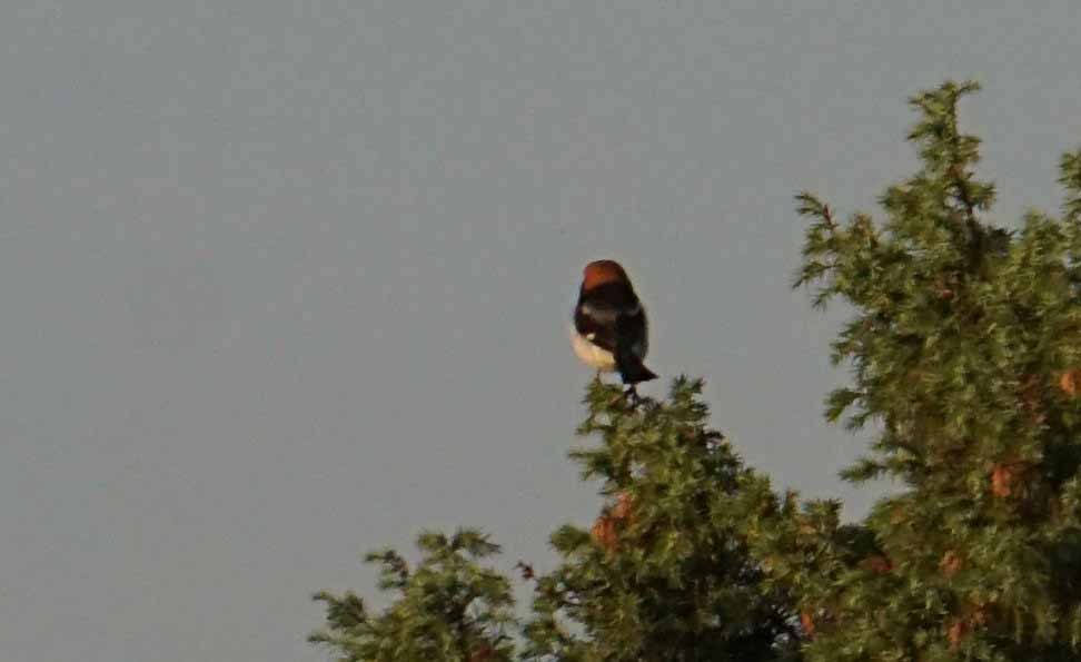 Woodchat Shrike - ML638363512
