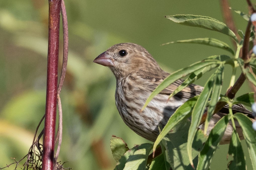 House Finch - ML638363513