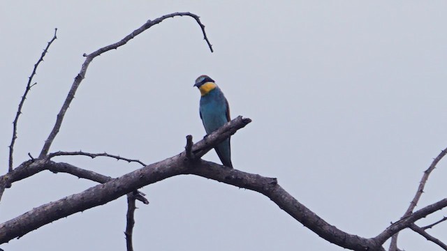 European Bee-eater - ML638363514