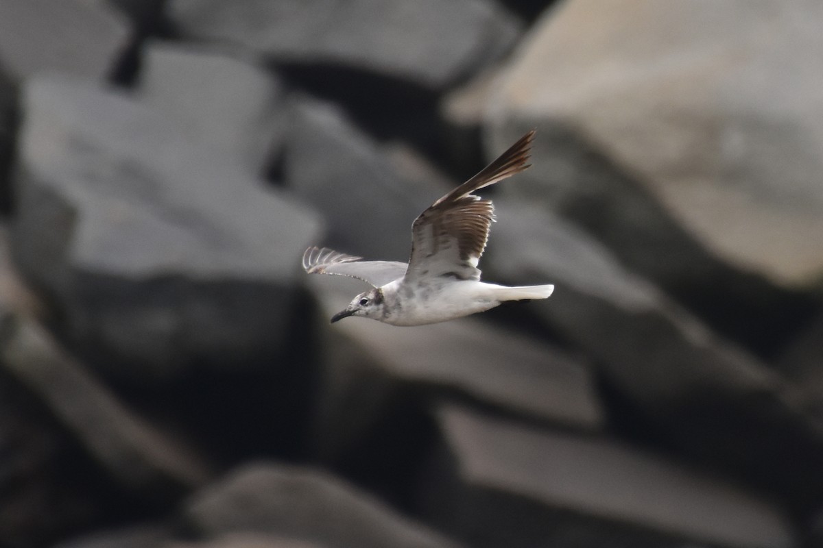 Mouette atricille - ML638363533