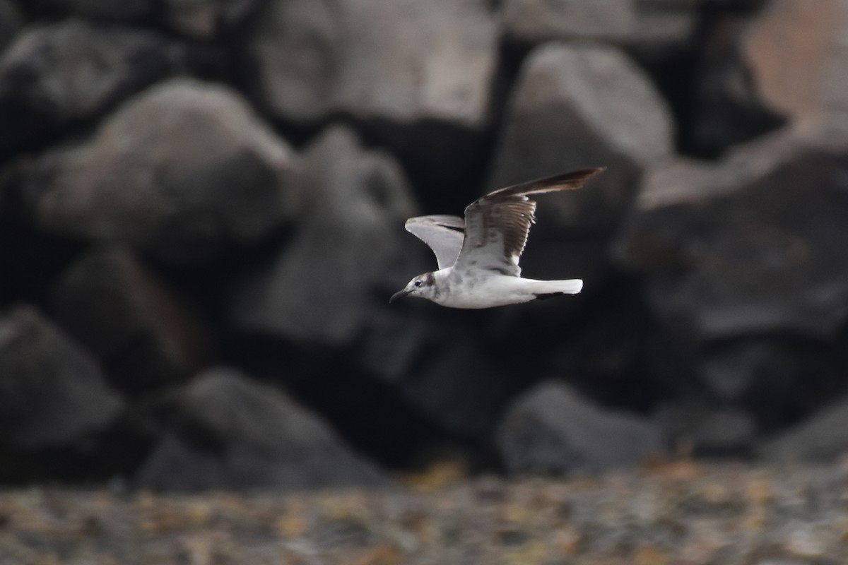 Mouette atricille - ML638363538