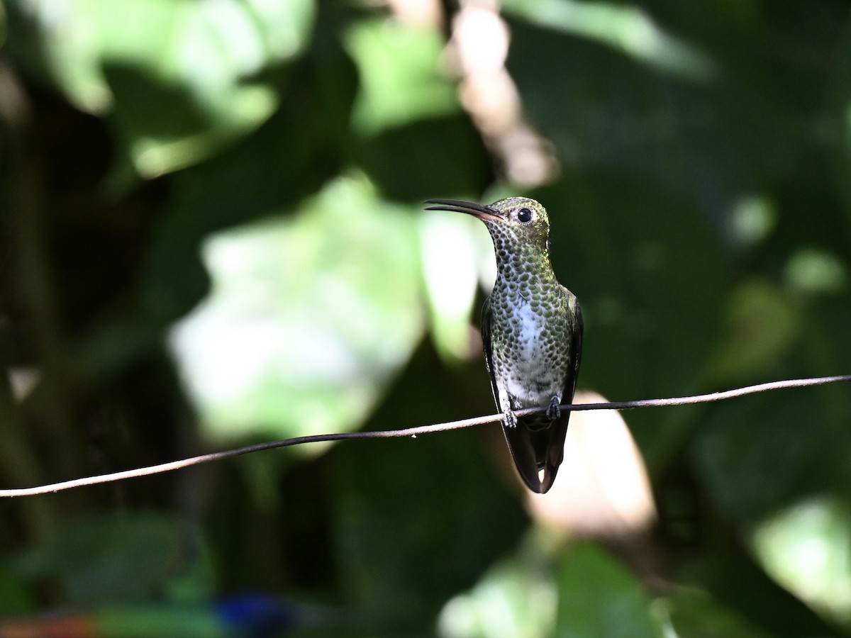 Colibrí Moteado - ML638363541