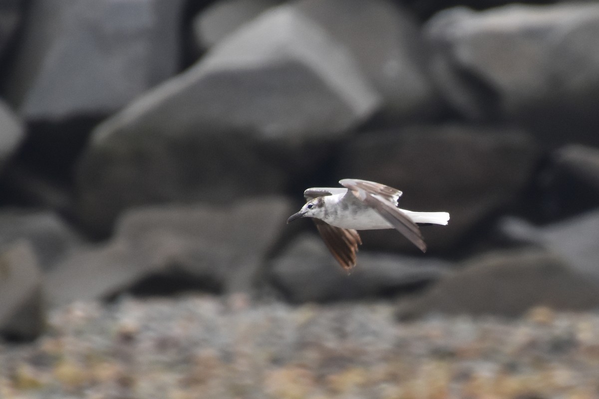 Mouette atricille - ML638363542