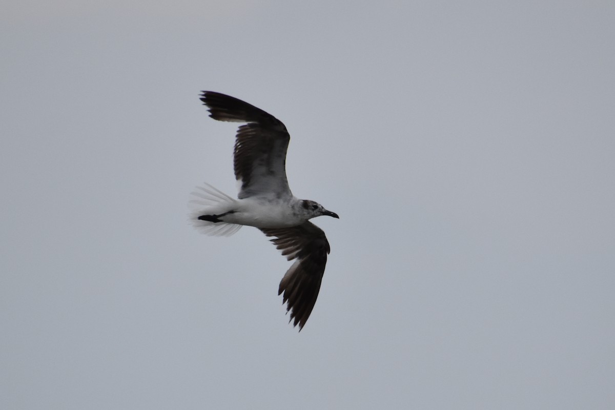 Mouette atricille - ML638363544