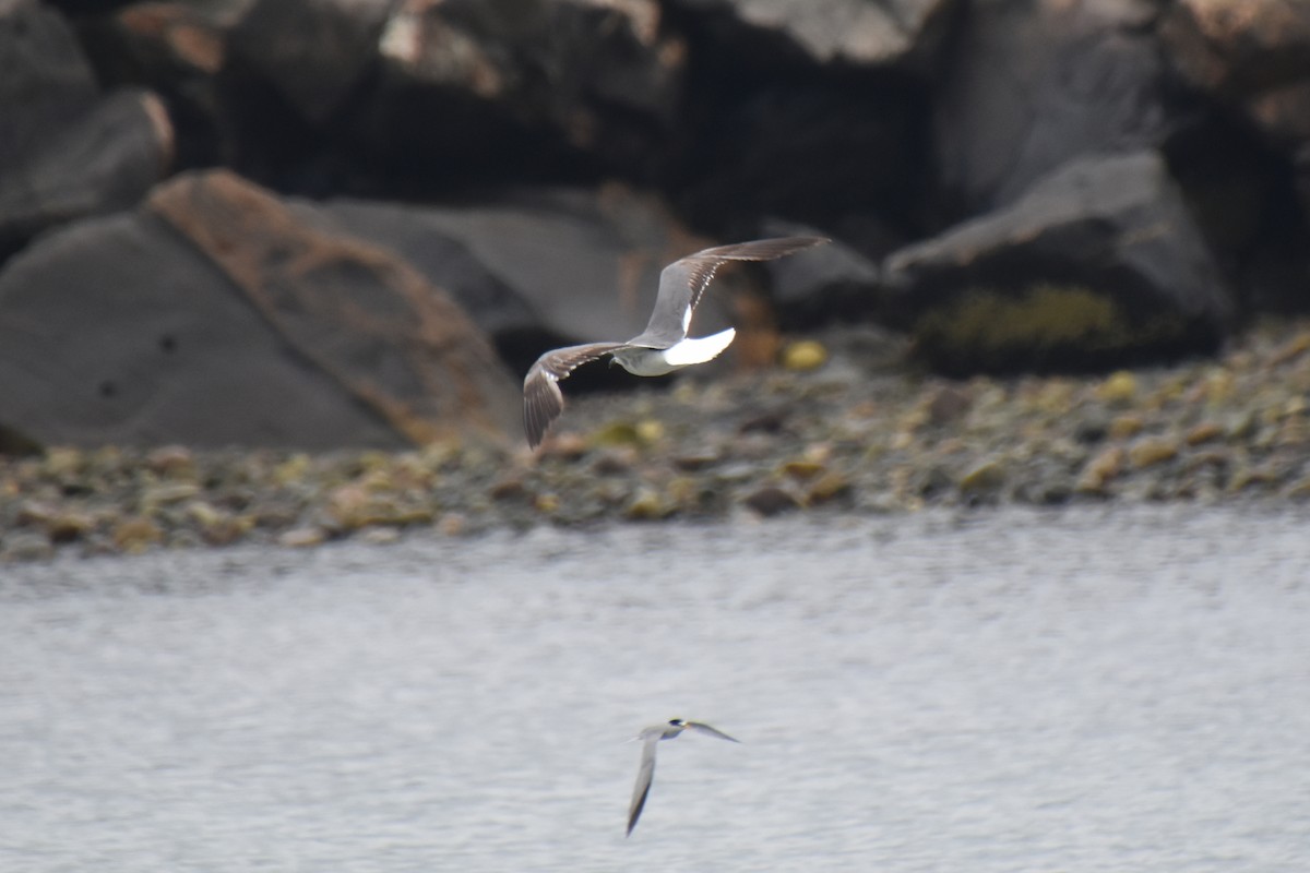 Mouette atricille - ML638363560