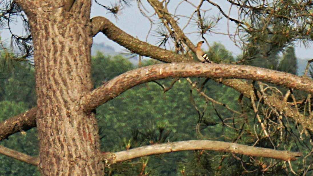 Eurasian Hoopoe - ML638363630