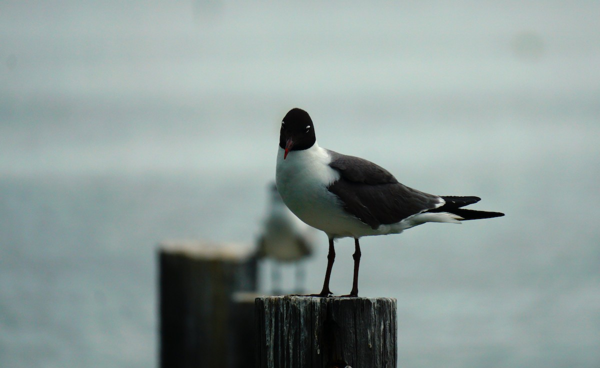 Mouette atricille - ML638363639