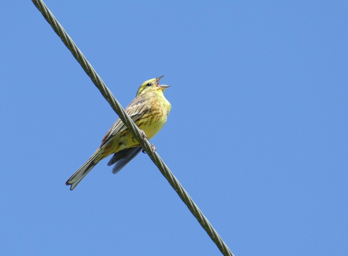 Bruant jaune - ML638363641