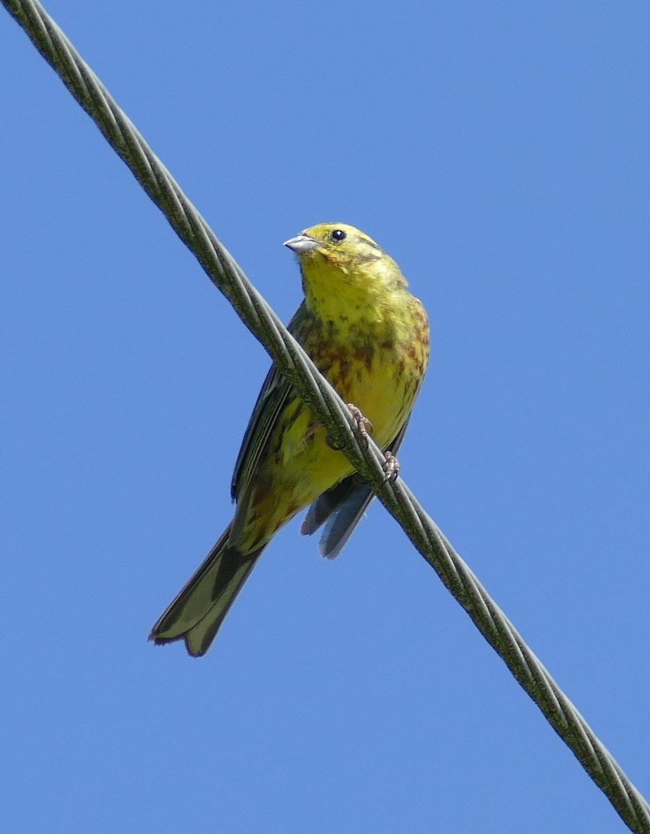 Bruant jaune - ML638363642