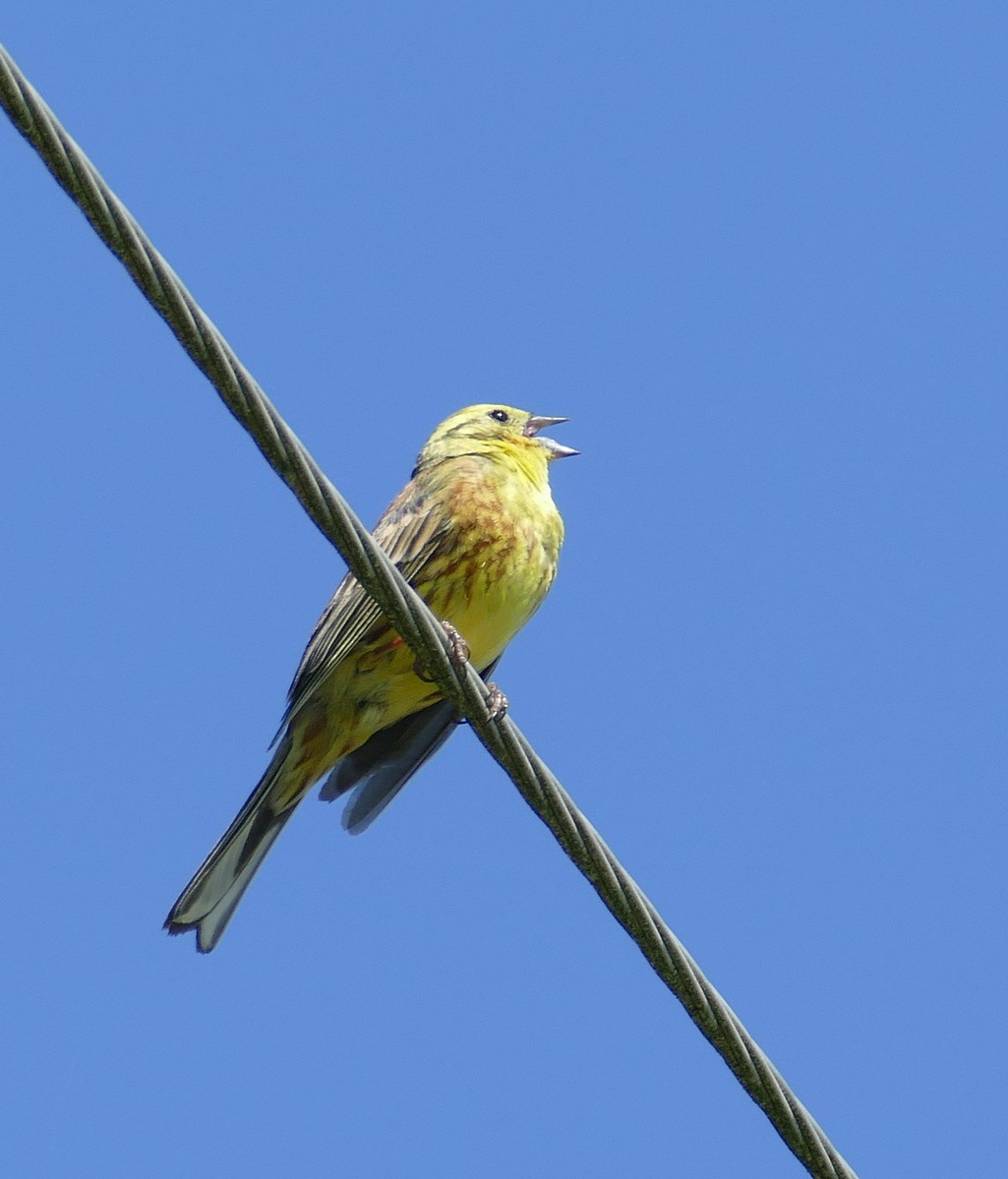 Bruant jaune - ML638363643