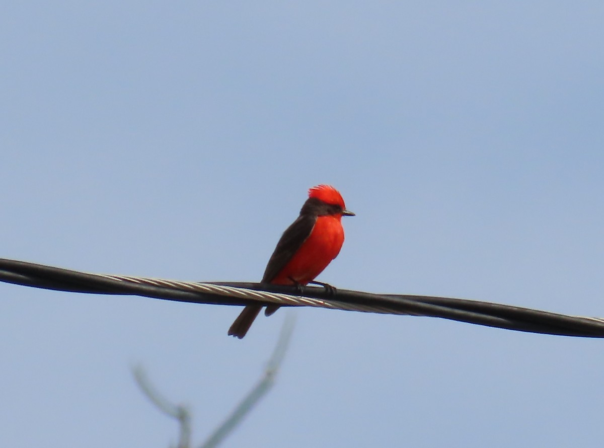 Mosquero Cardenal - ML638363648