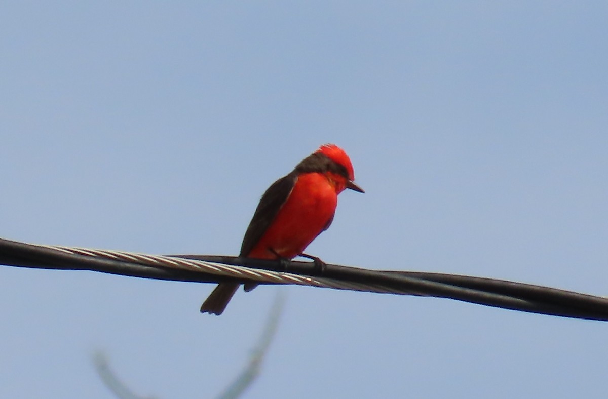 Mosquero Cardenal - ML638363650