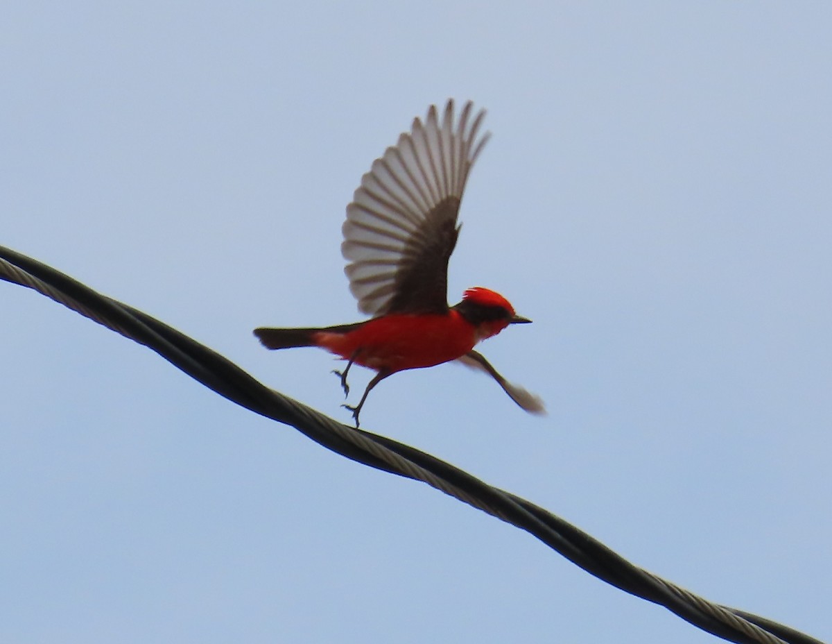 Mosquero Cardenal - ML638363653