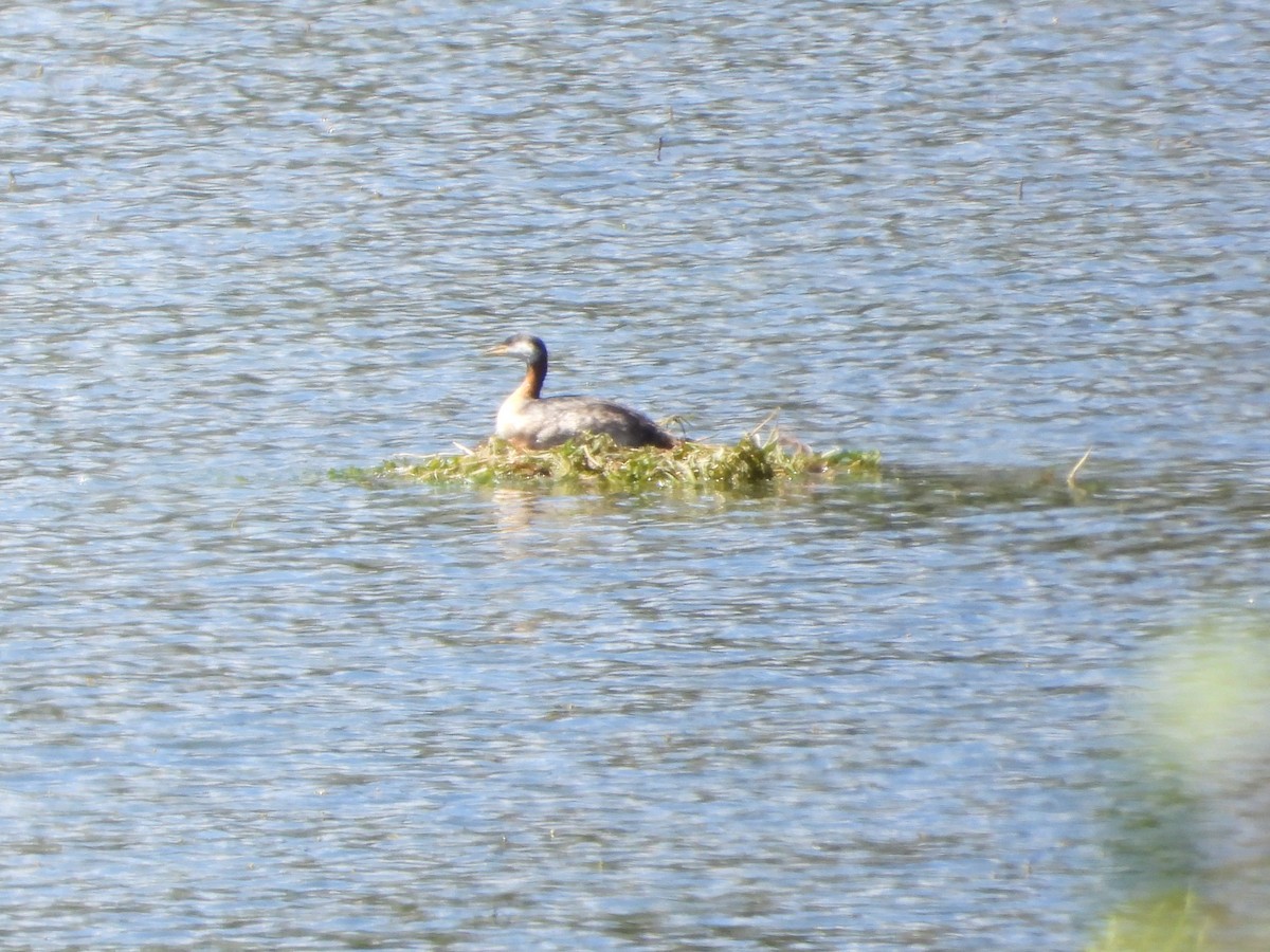 Red-necked Grebe - ML638363662