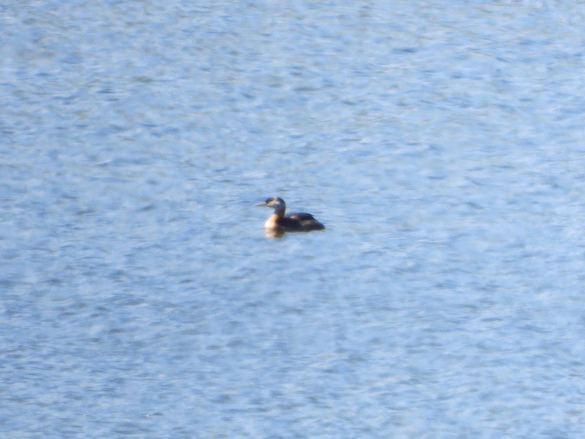 Red-necked Grebe - ML638363665