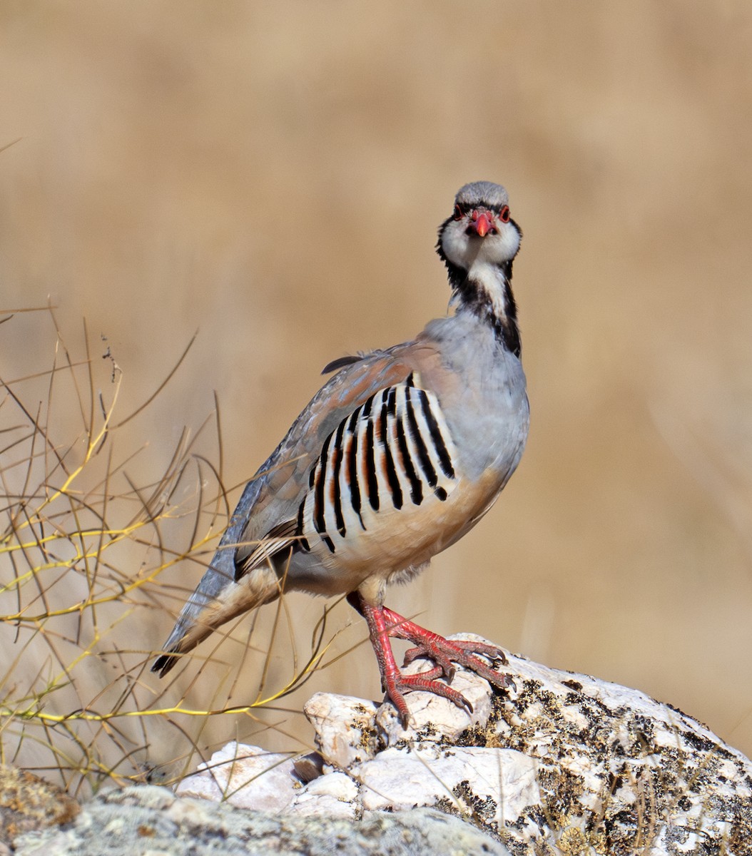Chukar - ML638363667
