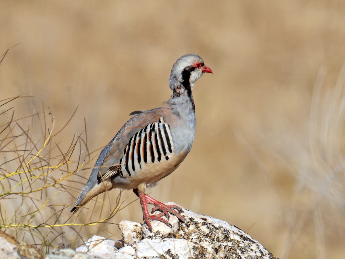 Chukar - ML638363668
