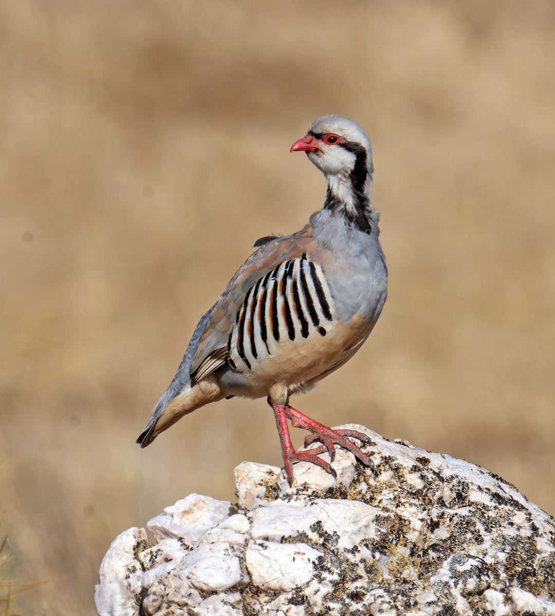 Chukar - ML638363669
