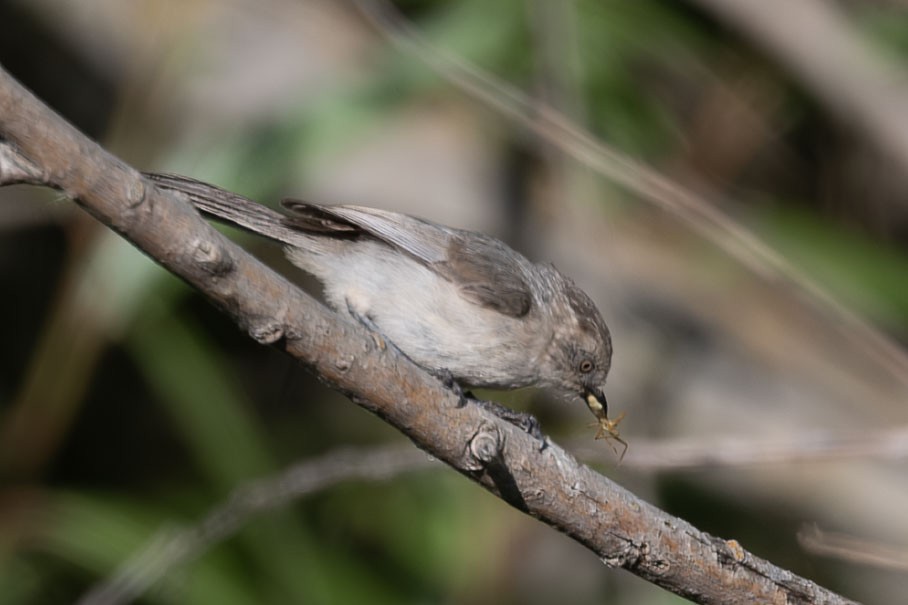 Bushtit - ML638363713