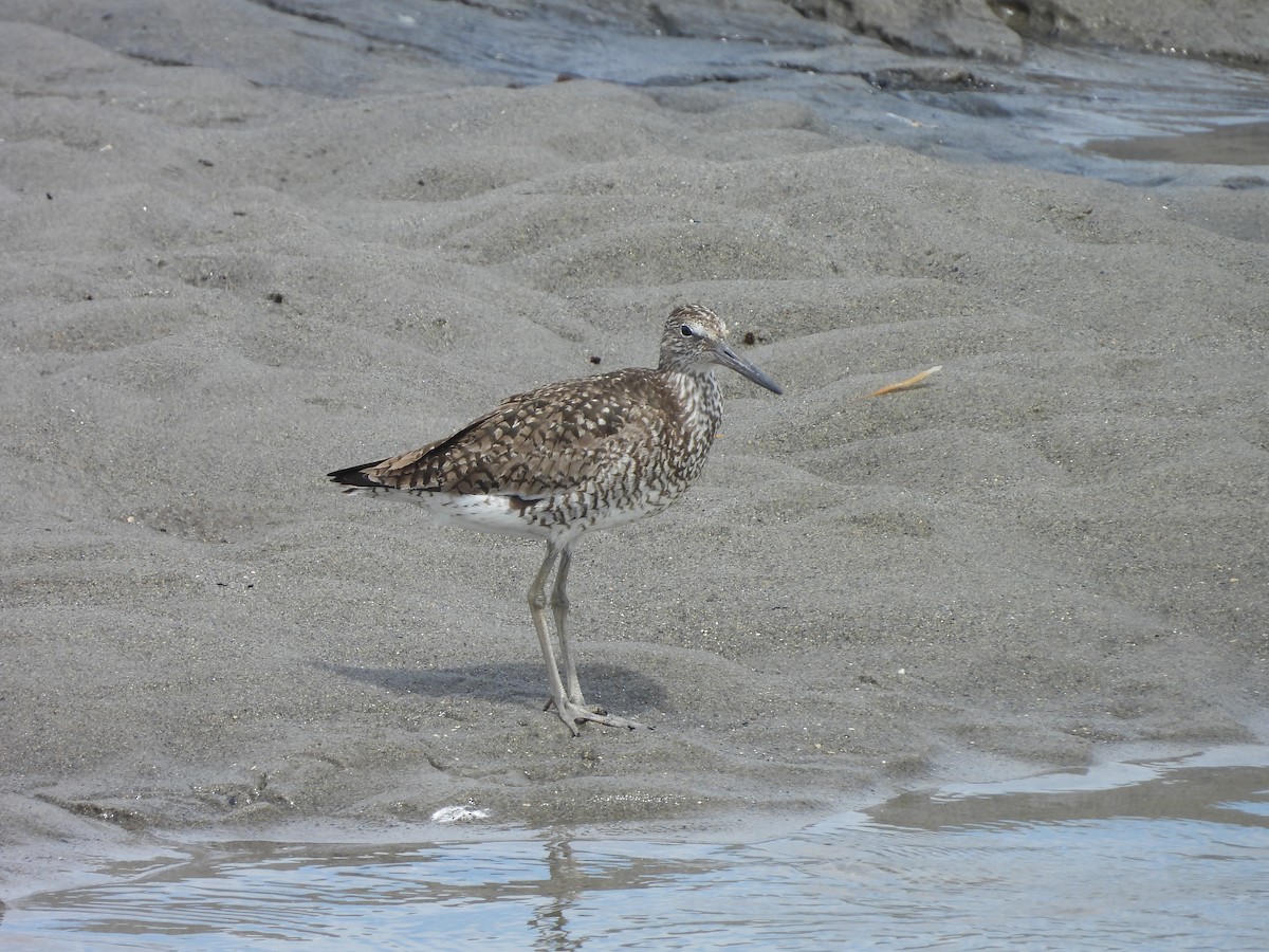 Willet - ML638363718